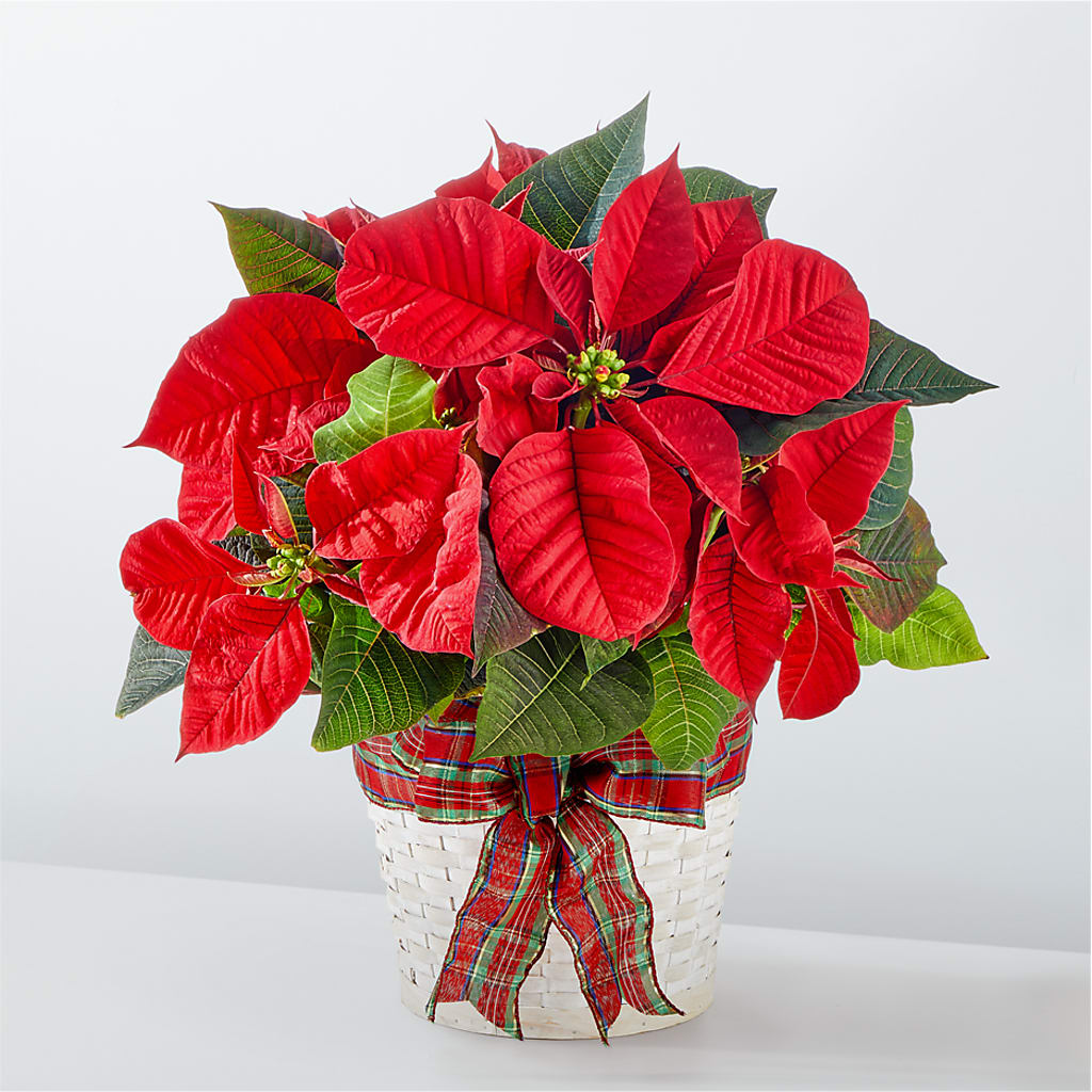 Happiest Holidays Poinsettia – Oceanside Florist, Oceanside NY