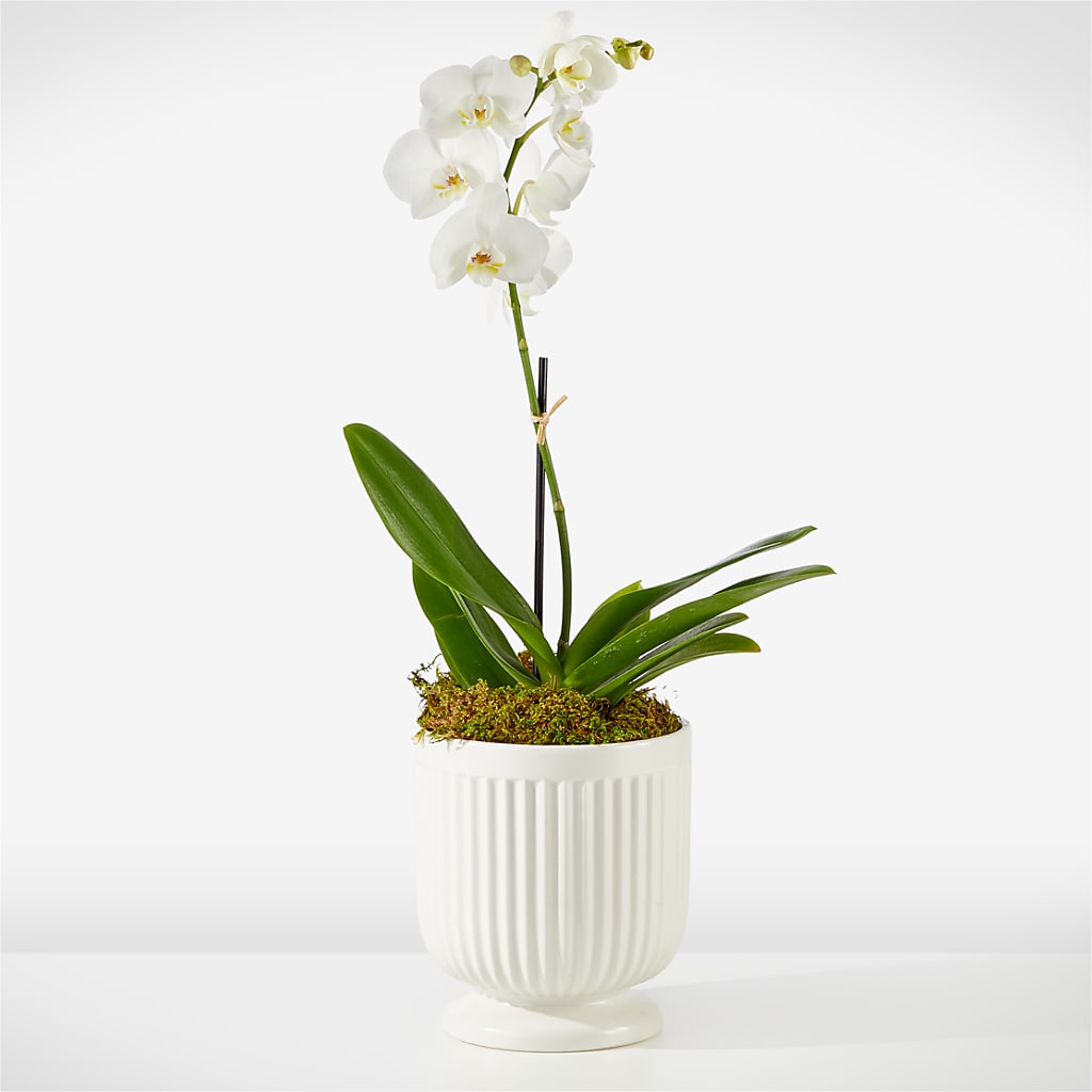 Whispering White Orchid – Oceanside Florist, Oceanside NY