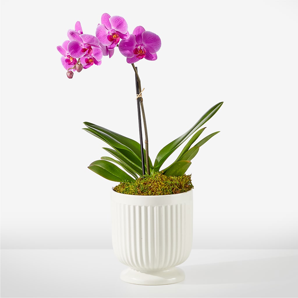 Friendly Fuchsia Orchid – Oceanside Florist, Oceanside NY