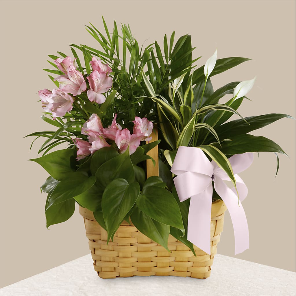 Living Spirit Dishgarden – Oceanside Florist, Oceanside NY