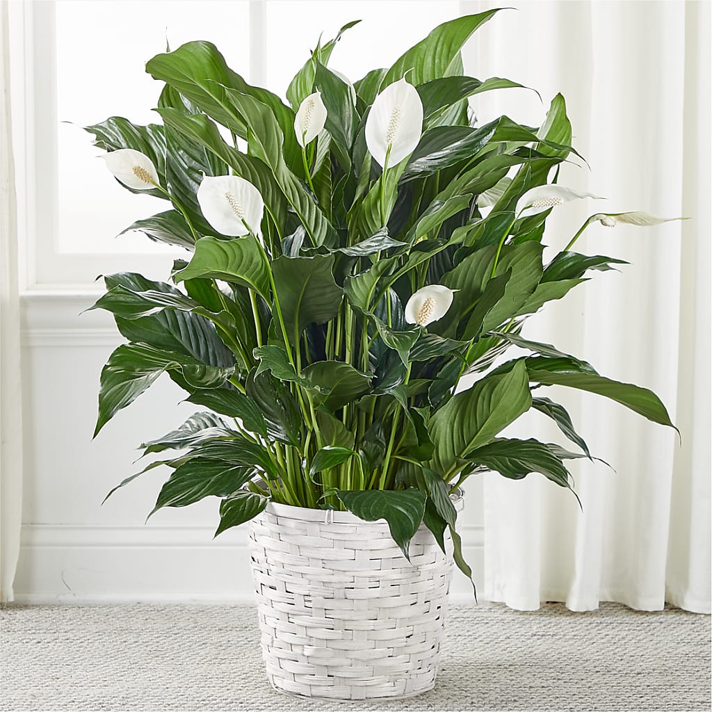 A New Leaf Peace Lily – Oceanside Florist, Oceanside NY