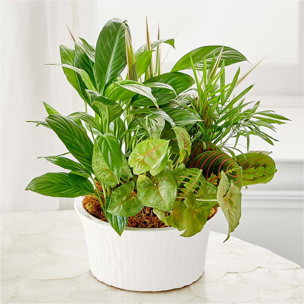 Balance & Harmony Dishgarden – Oceanside Florist, Oceanside NY