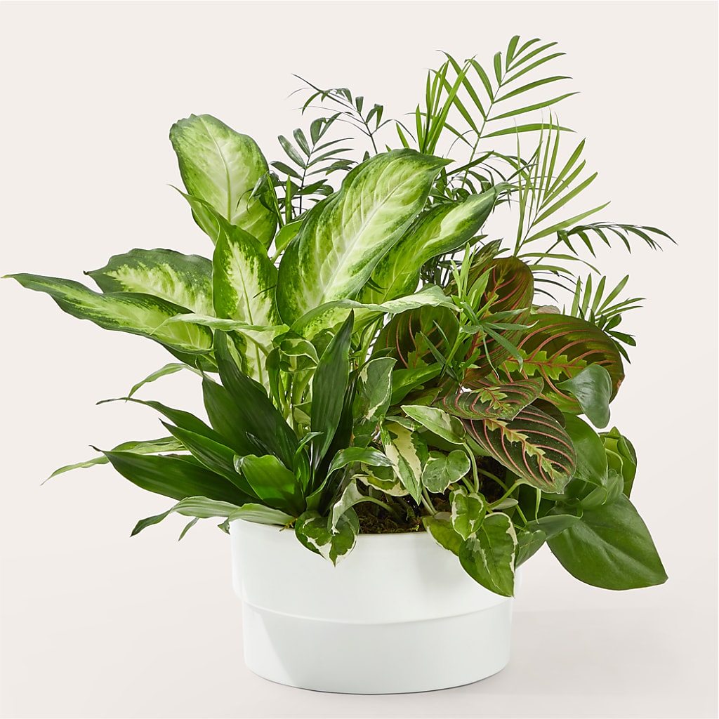 Radiating Positivity Dishgarden – Oceanside Florist, Oceanside NY