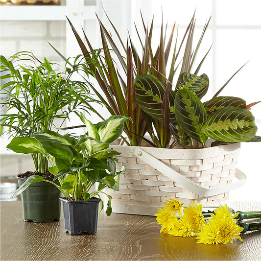 Florist Designed Blooming and Green Plants in a Basket –  Oceanside Florist, Oceanside NY