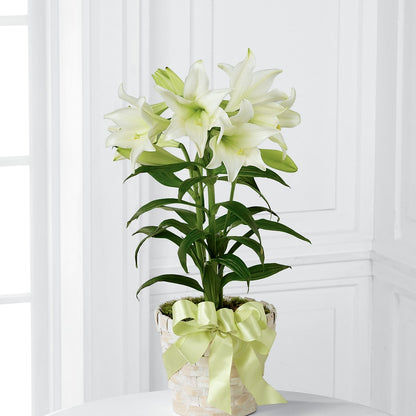 Easter Lily Plant –  Oceanside Florist, Oceanside NY