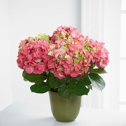 Pink Hydrangea Planter –  Oceanside Florist, Oceanside NY