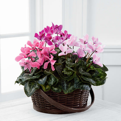 Mixed Cyclamen Planter –  Oceanside Florist, Oceanside NY