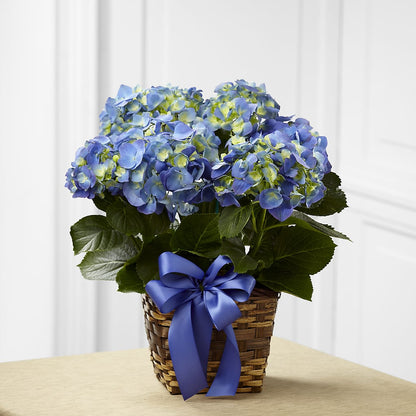 Blue Hydrangea Planter –  Oceanside Florist, Oceanside NY