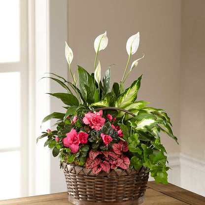 Dream in Pink Dishgarden –  Oceanside Florist, Oceanside NY