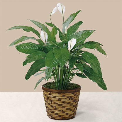 Tranquil Moments Peace Lily Plant –  Oceanside Florist, Oceanside NY
