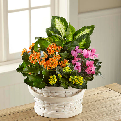 Color Crush Dishgarden –  Oceanside Florist, Oceanside NY