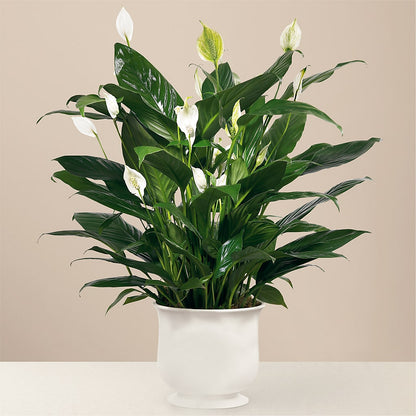 Comfort Planter –  Oceanside Florist, Oceanside NY