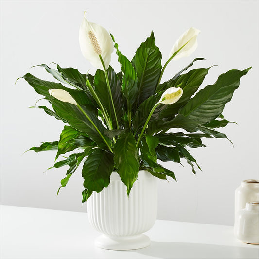 Comfort Planter –  Oceanside Florist, Oceanside NY