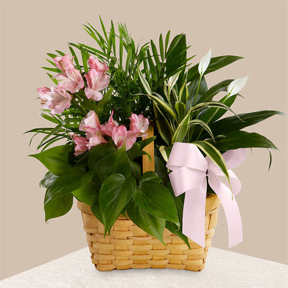 Living Spirit Dishgarden –  Oceanside Florist, Oceanside NY