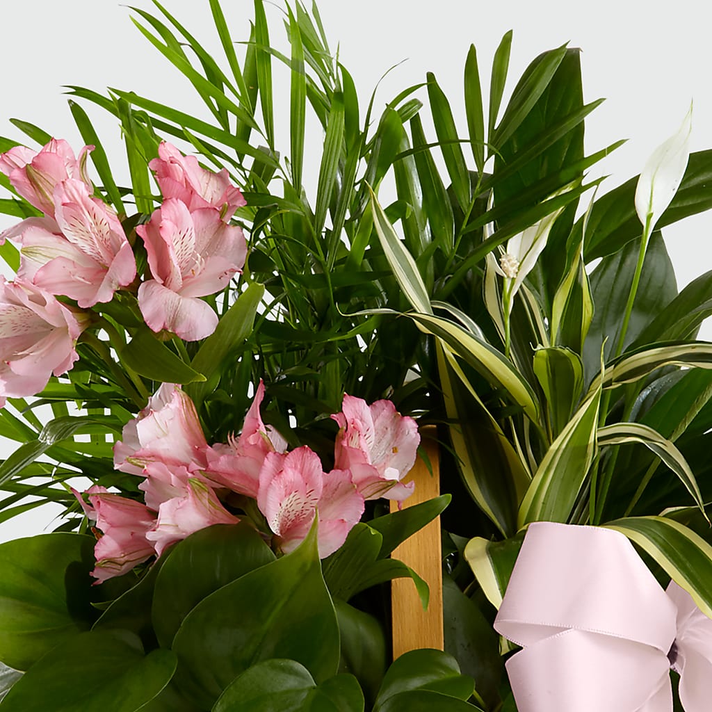 Living Spirit Dishgarden –  Oceanside Florist, Oceanside NY