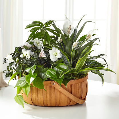 Serene Dishgarden –  Oceanside Florist, Oceanside NY