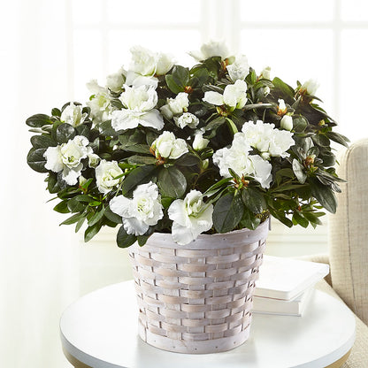 White Azalea Plant –  Oceanside Florist, Oceanside NY