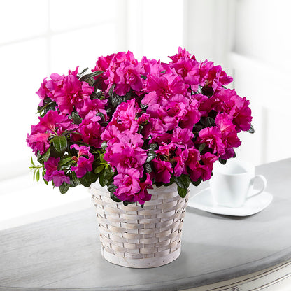 Hope & Serenity Azalea Plant –  Oceanside Florist, Oceanside NY