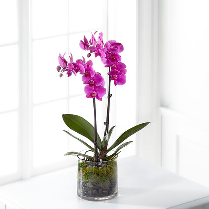 Pink Orchid Plant –  Oceanside Florist, Oceanside NY