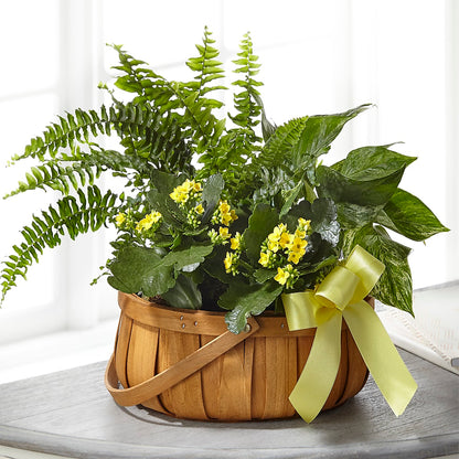 Always Dear Dishgarden –  Oceanside Florist, Oceanside NY