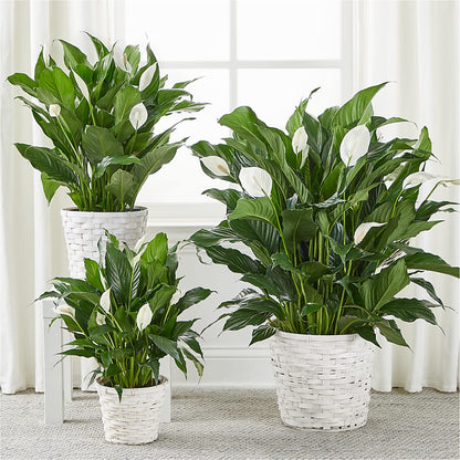 A New Leaf Peace Lily –  Oceanside Florist, Oceanside NY