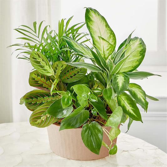 Balance & Harmony Dishgarden –  Oceanside Florist, Oceanside NY