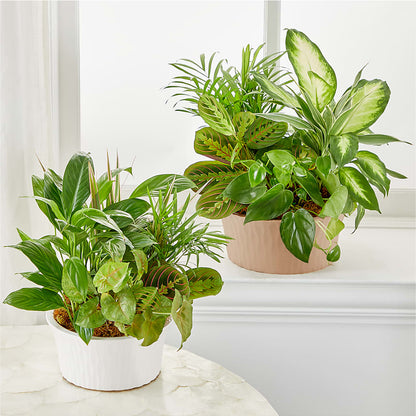 Balance & Harmony Dishgarden –  Oceanside Florist, Oceanside NY