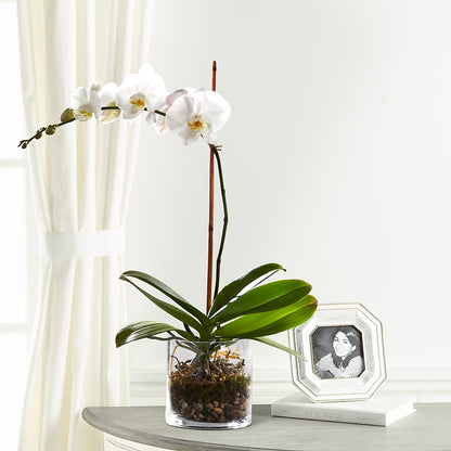White Orchid Planter –  Oceanside Florist, Oceanside NY